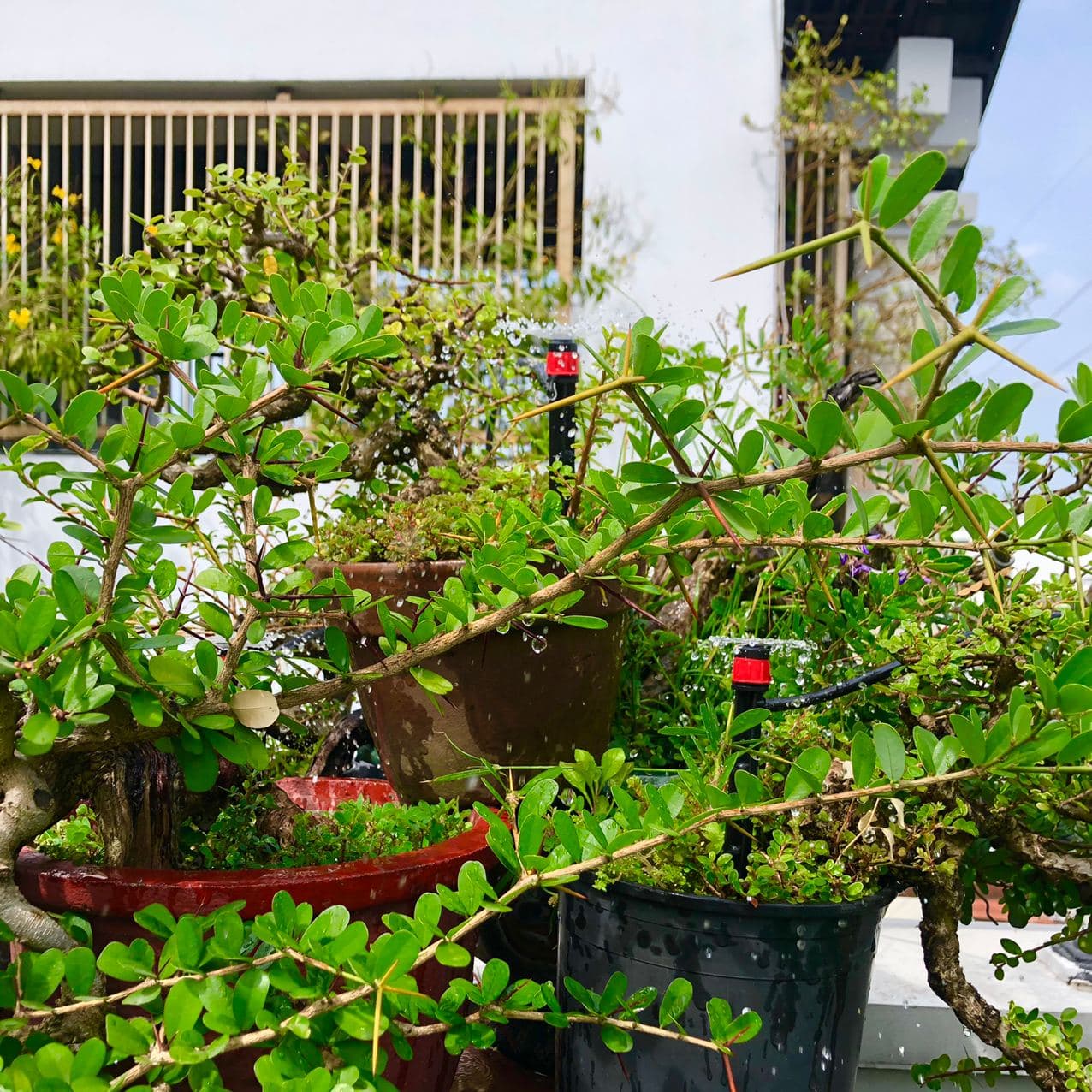tưới vườn cây Bonsai TP.HCM 2