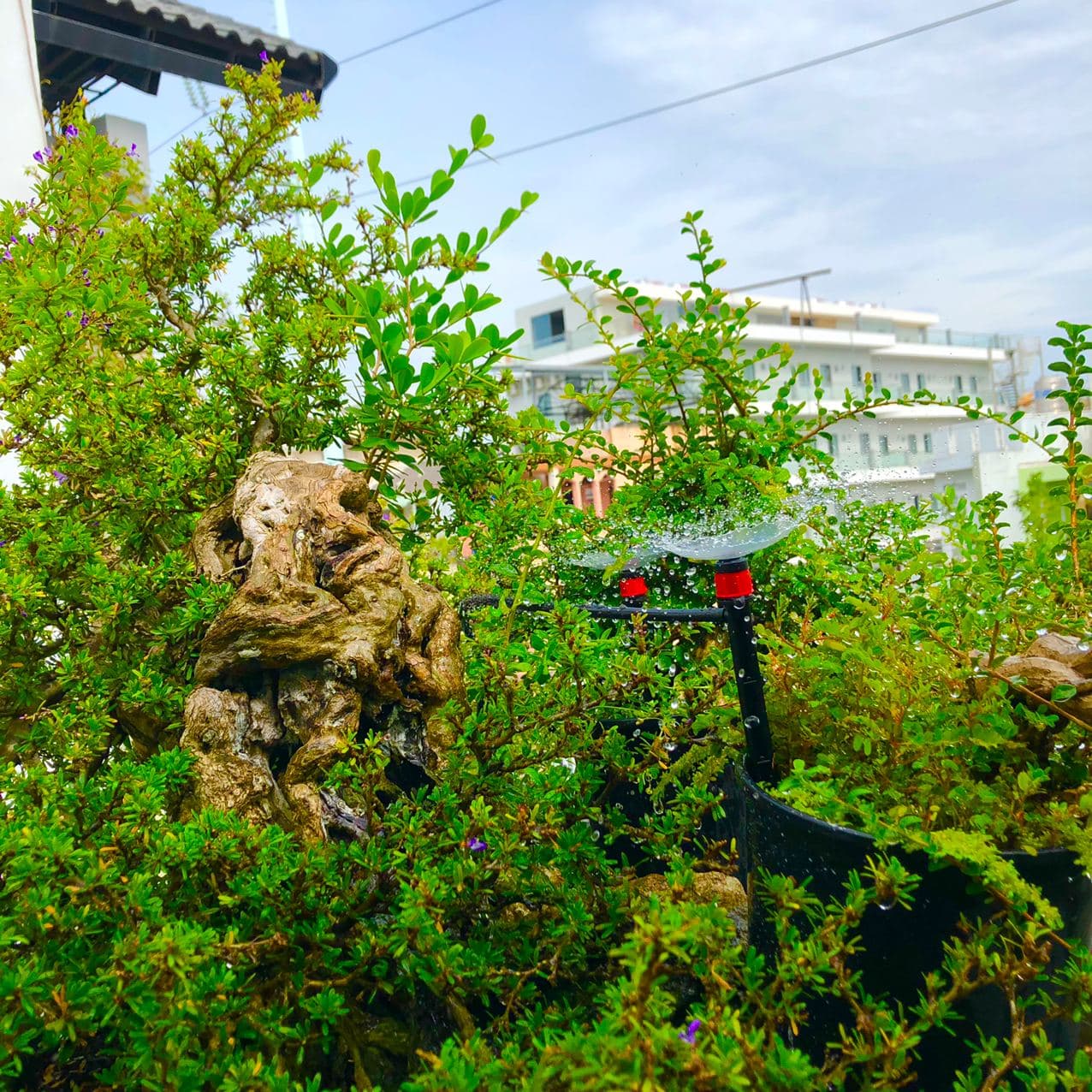tưới vườn cây Bonsai TP.HCM 4