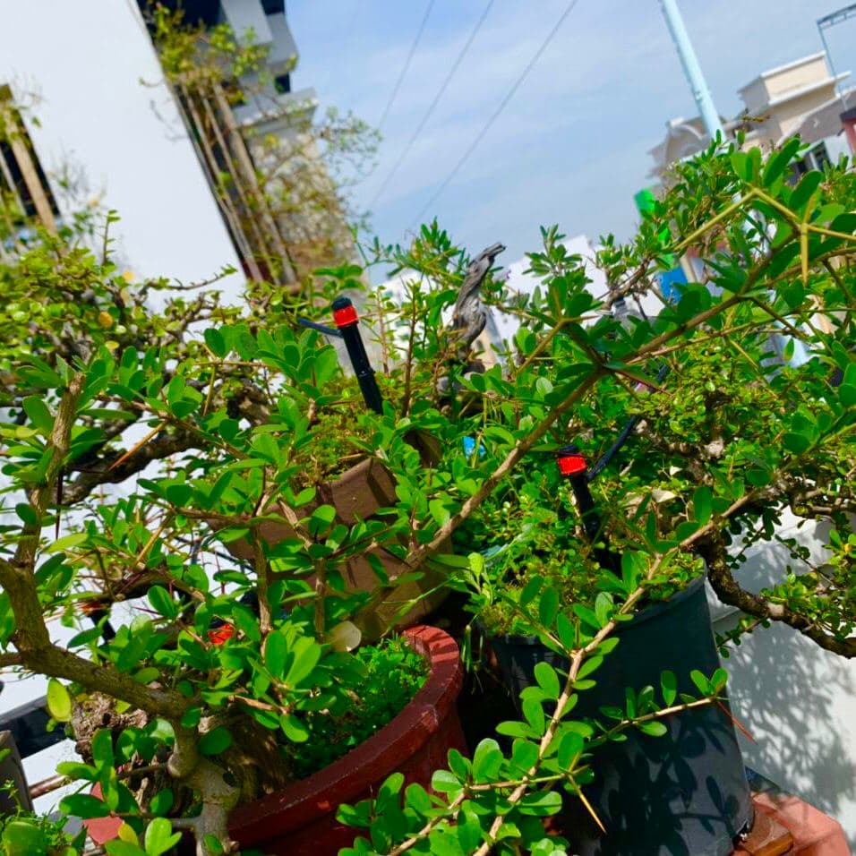 tưới vườn cây Bonsai TP.HCM 5