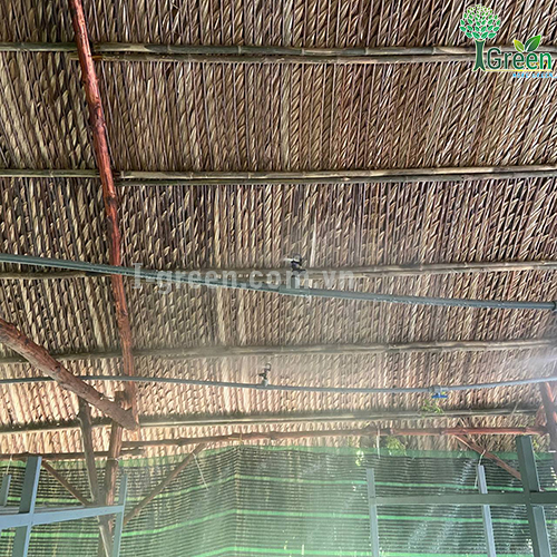 Tưới phun sương tự động cho vườn nấm Quận 12