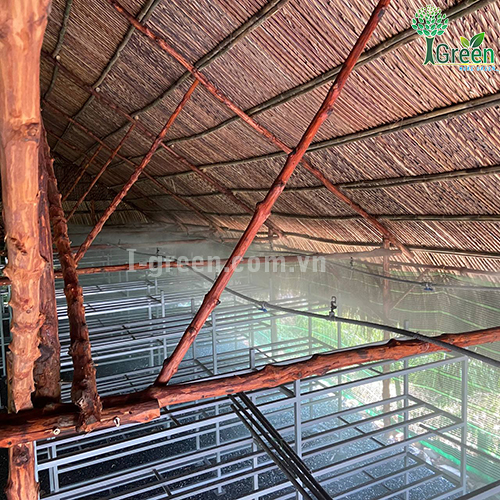 Tưới phun sương tự động cho vườn nấm Quận 12