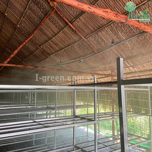 Tưới phun sương tự động cho vườn nấm Quận 12