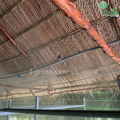 Tưới phun sương tự động cho vườn nấm Quận 12