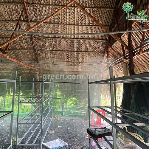 Tưới phun sương tự động cho vườn nấm Quận 12