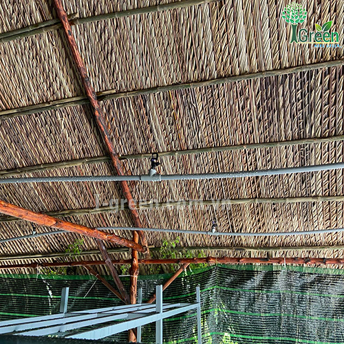 Tưới phun sương tự động cho vườn nấm Quận 12