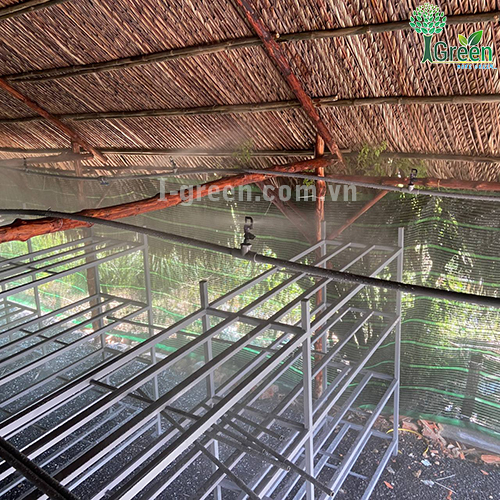 Tưới phun sương tự động cho vườn nấm Quận 12