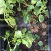 Béc tưới phun xòe có cây cắm chỉnh lưu lượng VANX1