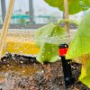 Béc tưới phun xòe có cây cắm chỉnh lưu lượng VANX1