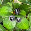 Miệng phun FN Series phun dải cao-thấp 15HL Fix 360 độ KRain-Mỹ