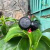 Béc tràn Bubbler bù áp tưới gốc 0.25GPM KRain-Mỹ: Béc tưới gốc Bubblers của KRain với khả năng bù áp cho phép lượng nước thoát ra luôn như nhau tại một thời điểm, bất chấp áp lực đầu vào. Cấu tạo dễ dàng lắp đặt Độ che phủ cao đảm bảo mọi dạng cảnh quan như cỏ,bụi cây, hay cây lớn, đều có thể nhận được một lượng nước tưới như yêu cầu mà không lo ngại vấn đề lãng phí nước. Chịu nhiệt tốt Kết cấu bền - Chống được tia cực tím Linh hoạt - Thiết kế bù áp mang lại dòng chảy đồng đều trong phạm vi áp suất rộng Ứng dụng: Thích hợp trong việc tưới bãi cỏ, bụi cây, gốc cây lớn, các chậu cây,...
