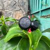 Béc tràn Bubbler bù áp tưới gốc 0.25GPM KRain-Mỹ
