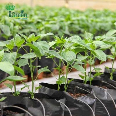 Lắp đặt hệ thống tưới nhỏ giọt