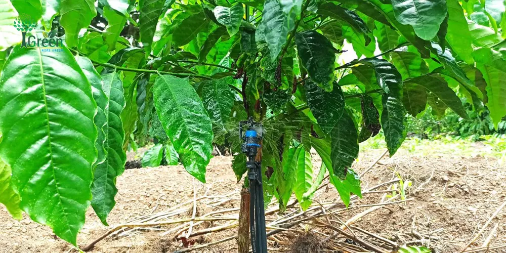 bec-tuoi-goc-bu-ap-aq206pc-50l-4