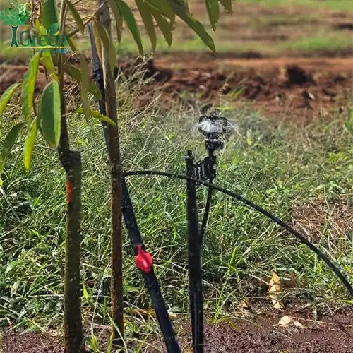 Dự án tưới 40ha sầu riêng tại Đắk Lắk