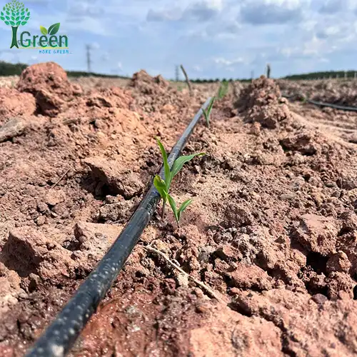 Dự án tưới nhỏ giọt cho cây bắp tại Bàu Bàng