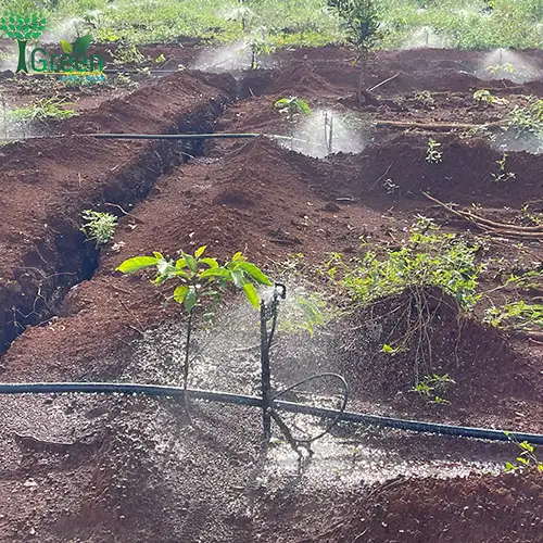 tưới cà phê bằng béc tưới gốc phun mưa G5 ở Bình Phước